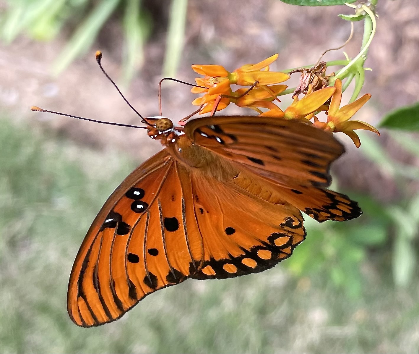 Gulf fritillary butterfly sipping nectar from butterfly weed